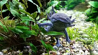 Axolotl élevé en captivité.