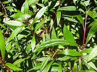 Description de l'image Ayapanatriplinervis.jpg.