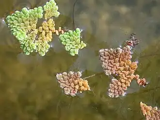 Description de l'image Azolla pinnata3.jpg.