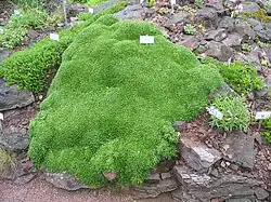 Azorella trifurcata.