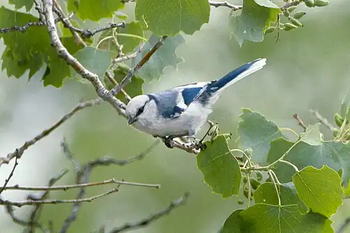 Mésange azurée à Almaty au Kazakhstan (Cyanistes cyanus)