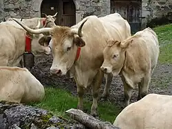 Photographie en couleurs d'une vache et de son veau.