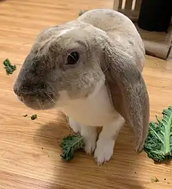 Bélier anglais velours domestiques de 8 mois.