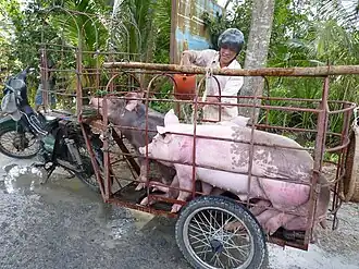 Transport de cochons dans le district de Cai Lậy.