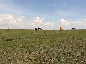 Image illustrative de l’article Marismeña (race bovine)