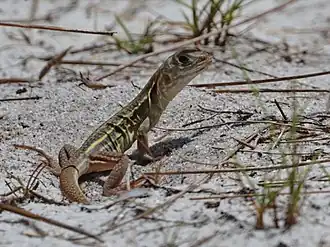 Description de l'image Böhme’s Butterfly Lizard imported from iNaturalist photo 60473274 on 21 April 2022.jpg.