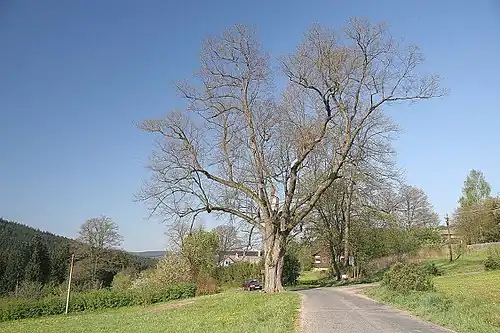 Le tilleul de Luňáček.