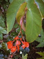 Description de l'image B. macduffieana.jpg.