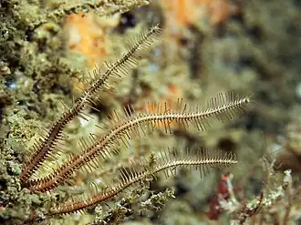 Ophiopsila aranea, une Ophiopsilidae