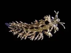 Eubranchus vittatus (Eubranchidae)