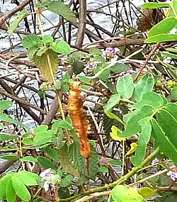 Plantes aquatiques dans les Esteros del Iberá en 2013.
