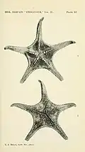 Calliaster spinosus