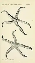 Pseudophidiaster rhysus