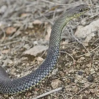 Écailles lisses et concaves de la couleuvre de Montpellier.