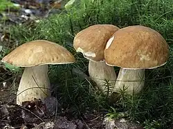 Le Cèpe d'été (Boletus aestivalis)