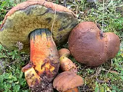 Cyanoboletus pulverulentus