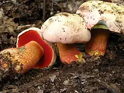 Rubroboletus rhodoxanthus.