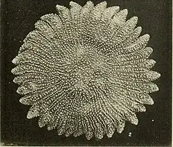 Heliaster polybrachius.