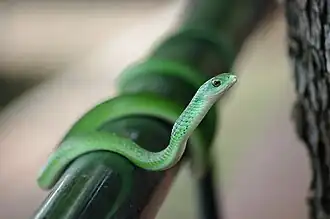 Description de l'image BTW-chobe-lodge-schlange.jpg.