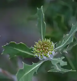 Gros plan sur une inflorescence bourgeonnante verdâtre en forme de dôme entourée par des feuilles pointues.