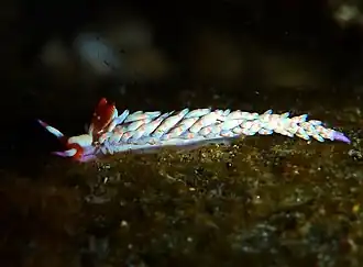 Babakina indopacifica,un Babakinidae