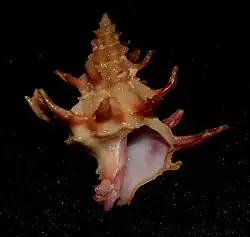 Babelomurex gemmatus