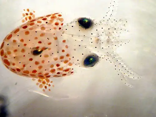 Sepiola atlantica, juvénile.