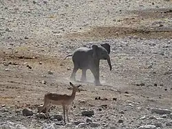 Un éléphanteau et un impala.
