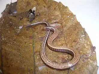 Description de l'image Bachia dorbignyi Peru 02.JPG.