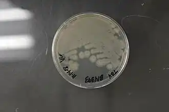 Description de l'image Bacillus amyloliquefaciens NRRL B-14393 (Type Strain).jpg.