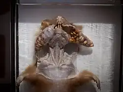 Hamster dont la peau écartée laisse voir deux poches translucides pleines de grains de blé