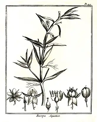 Bacopa aquatica par Aublet (1775) Planche 49.On a grossi les parties de la fleur seulement.1. Fleur à demi ouverte, garnie de deux écailles.2. Fleur ouverte, avec deux portions du calice rabattues.3. Corolle ouverte. Étamines. pistil.4. Calice. pistil.5. Corolle vue en dessous.6. Étamine séparée.7. Ovaire. Style. Stigmate.