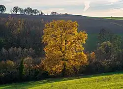 Bonfeld (de), village près de Bad Rappenau ; pente sud du Mühlberg avec un chêne magnifique au centre. Novembre 2020.
