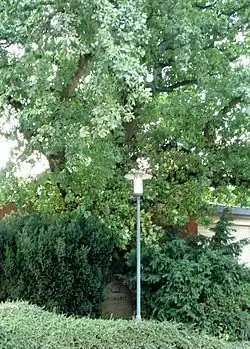 Le chêne Bismarck à Groß Parin