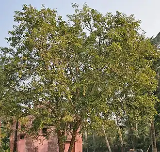 Description de l'image Bael_(Aegle_marmelos)_tree_at_Narendrapur_W_IMG_4116.jpg.