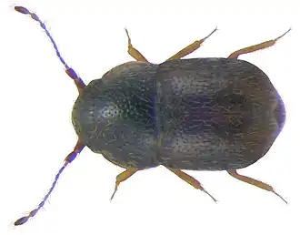 Description de cette image, également commentée ci-après