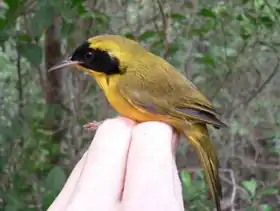 Description de l'image Bahama Yellowthroat (Geothlypis rostrata) held in hand, side view.jpg.