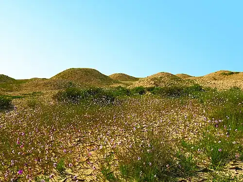 Tumulus de la nécropole Madinat Hamad 1