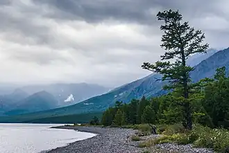 Taïga avec un pin de Sibérie au premier plan.