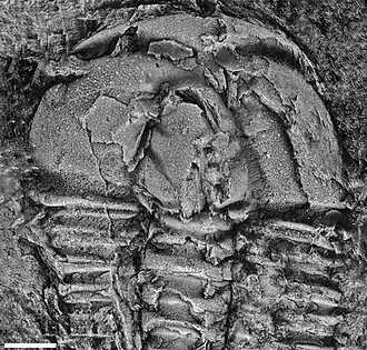 Description de l'image Bailiaspis dalmani.jpg.