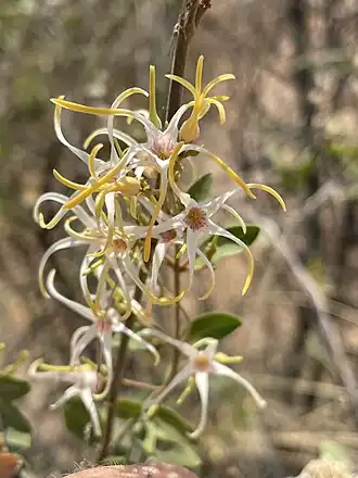 Description de l'image Baissea wulfhorstii 236558118.jpg.