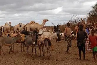 Bétail à l'abreuvoir dans la province de Bakool, 2008.