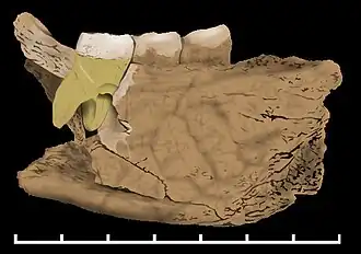 Fragment de mandibule de Mala Balanica, Serbie, 400 à 500&nbsp;ka.