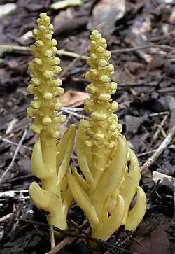 Balanophora latiepala (Balanophoraceae) (plante utilisée comme médicament populaire en Thaïlande)
