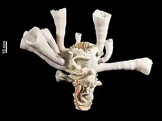 Description de l'image Balanophyllia generatrix (MNHN-IK-2009-1728) 002.jpeg.