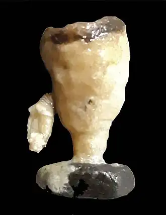 Description de l'image Balanophyllia malouinensis (10.3989-scimar.04863.10A) Figure 4 (cropped).jpg.