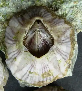 Description de l'image Balanus amphitrite 7631.JPG.