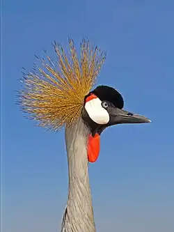 Huppe de la grue royale, constituée de plumes