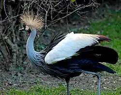 Une grue couronnée.