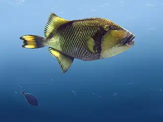 Rangiroa, archipel des Tuamotu, Polynésie française